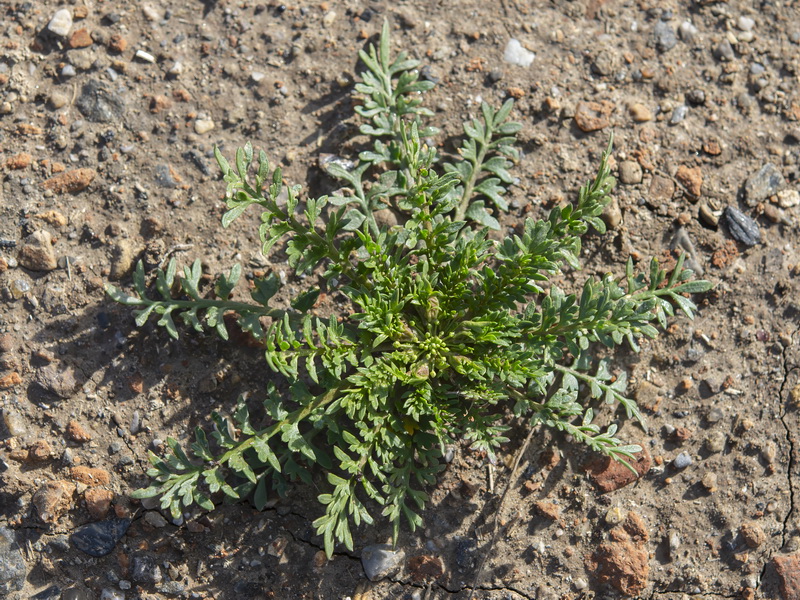 Coronopus didymus.21