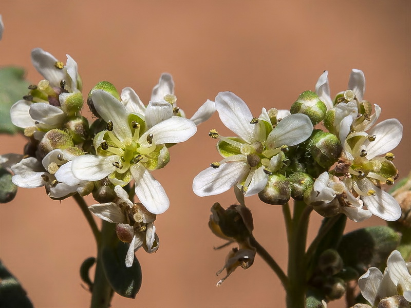 Coronopus navasii.04