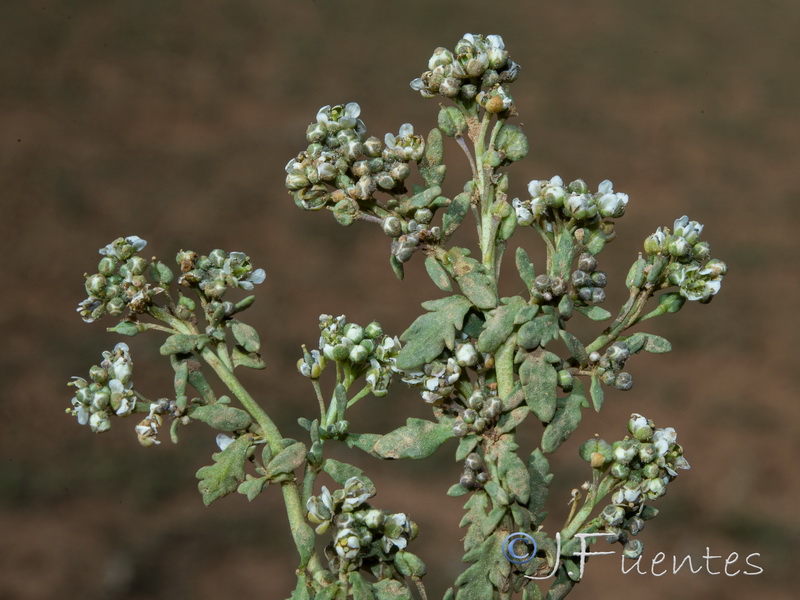 Lepidium navasii.08