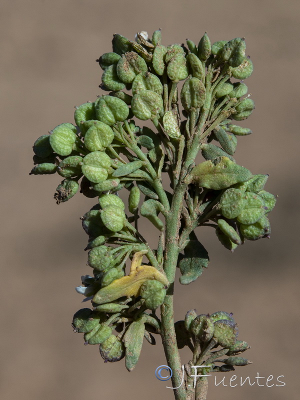 Lepidium navasii.09