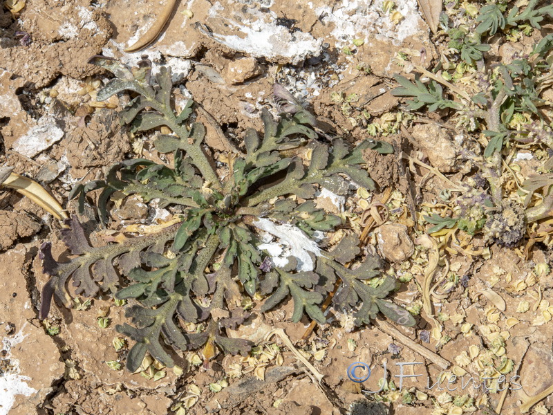 Coronopus squamatus.02