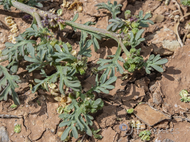 Coronopus squamatus.03