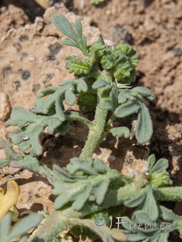 Coronopus squamatus.04