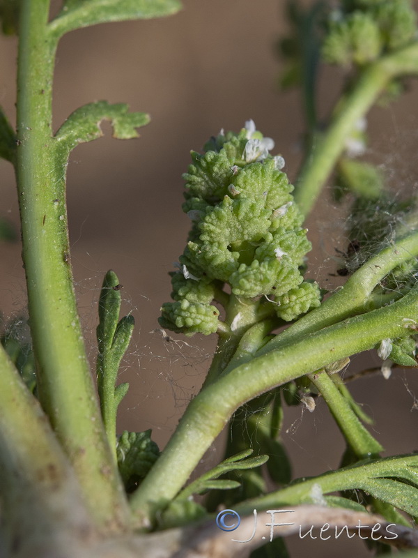 Coronopus squamatus.12