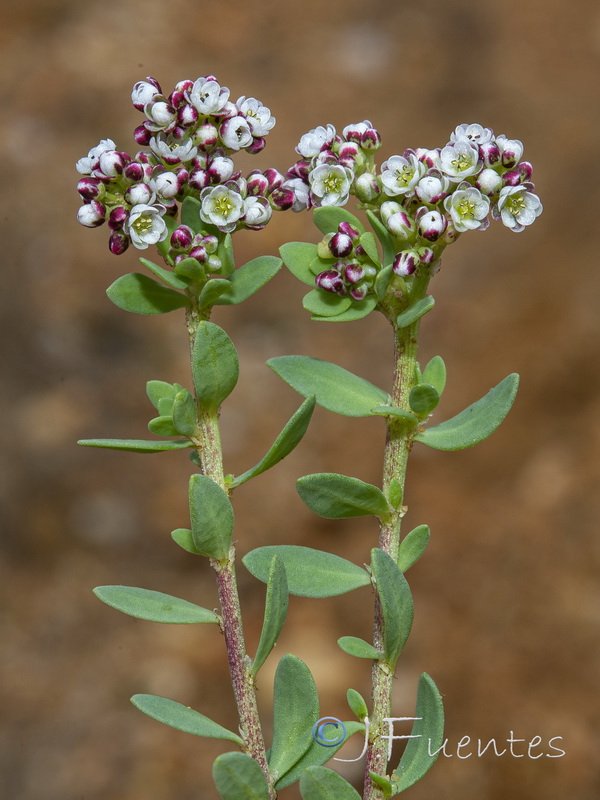 Corrigiola litoralis perez larae.06