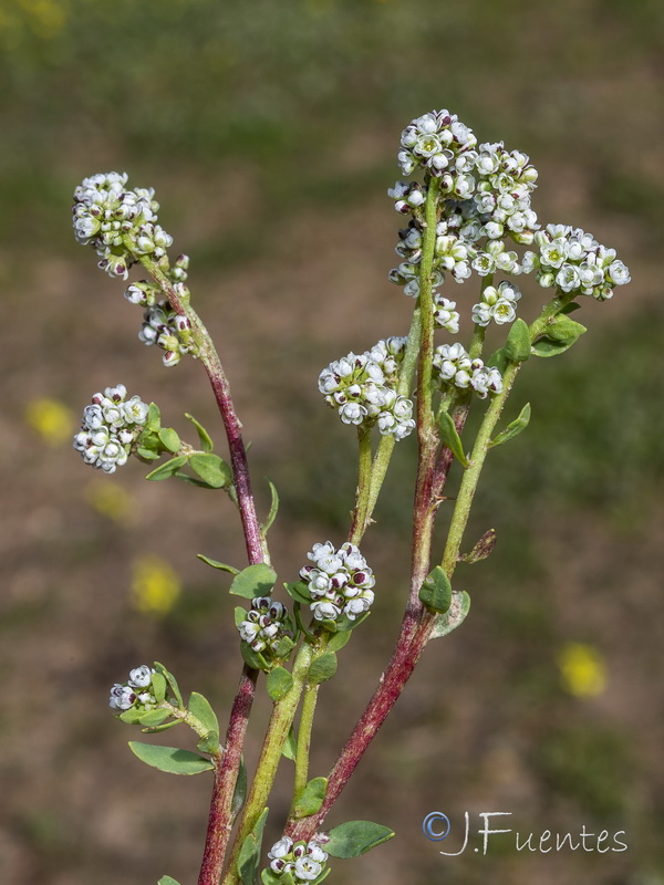 Corrigiola litoralis perez larae.11