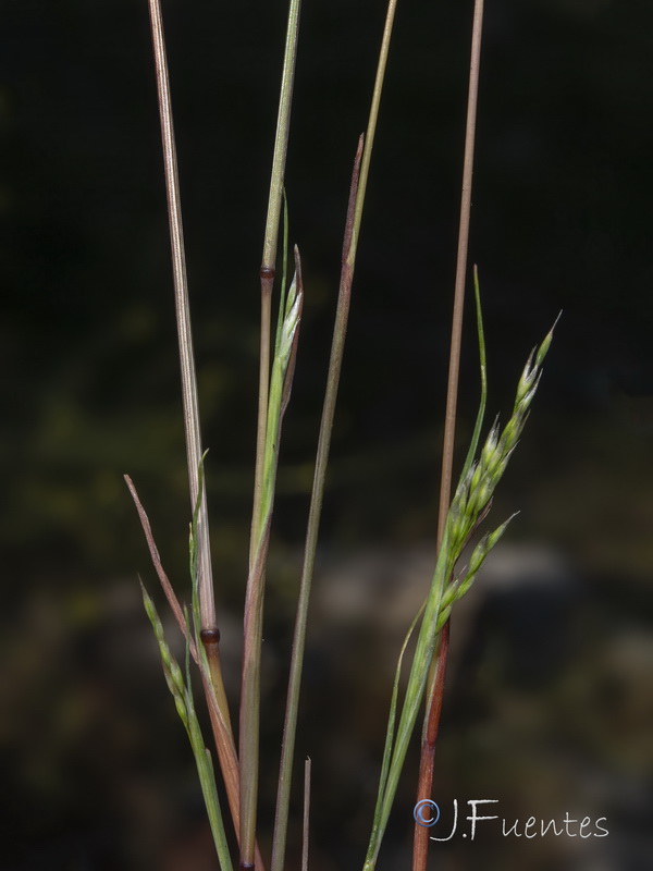 Corynephorus divaricatus.04