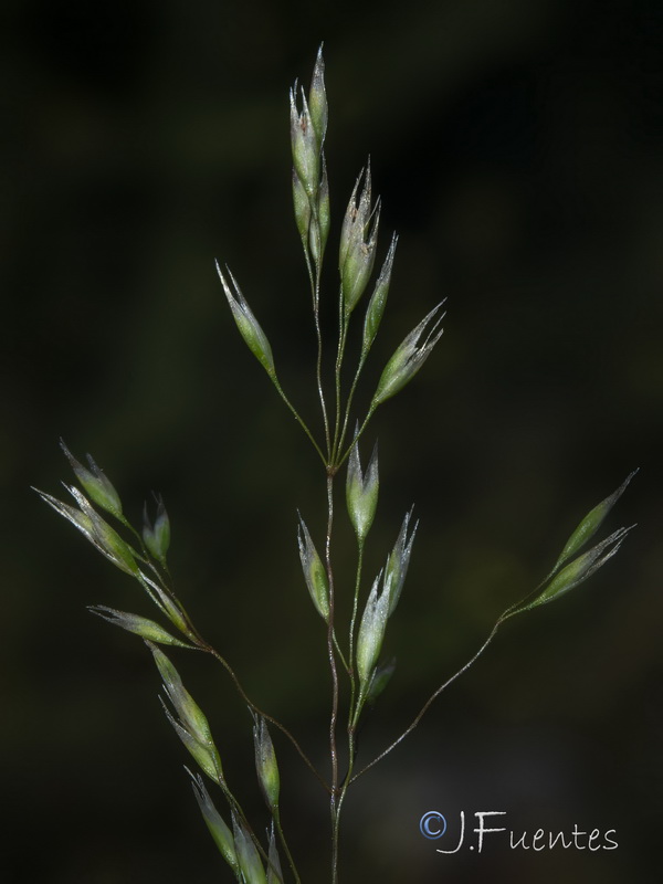 Corynephorus divaricatus.05