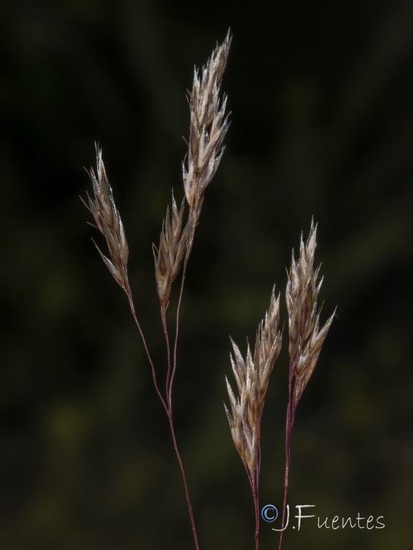 Corynephorus divaricatus.07