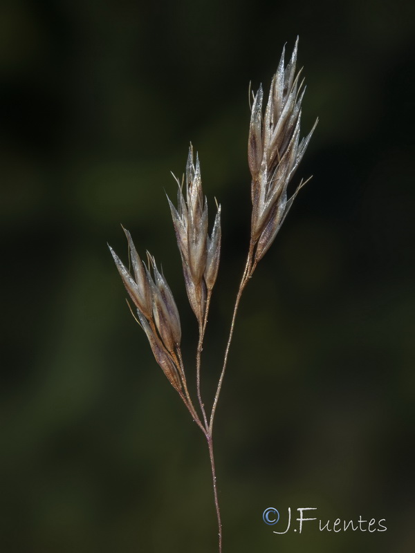 Corynephorus divaricatus.09