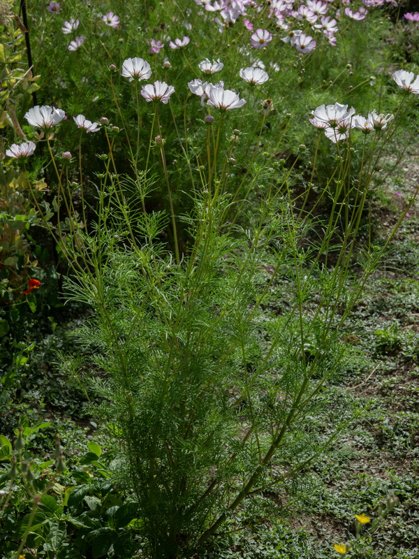 Cosmos bipinnatus.01