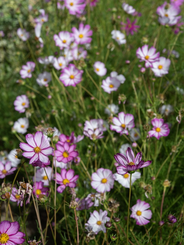Cosmos bipinnatus.03