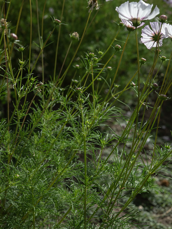 Cosmos bipinnatus.06