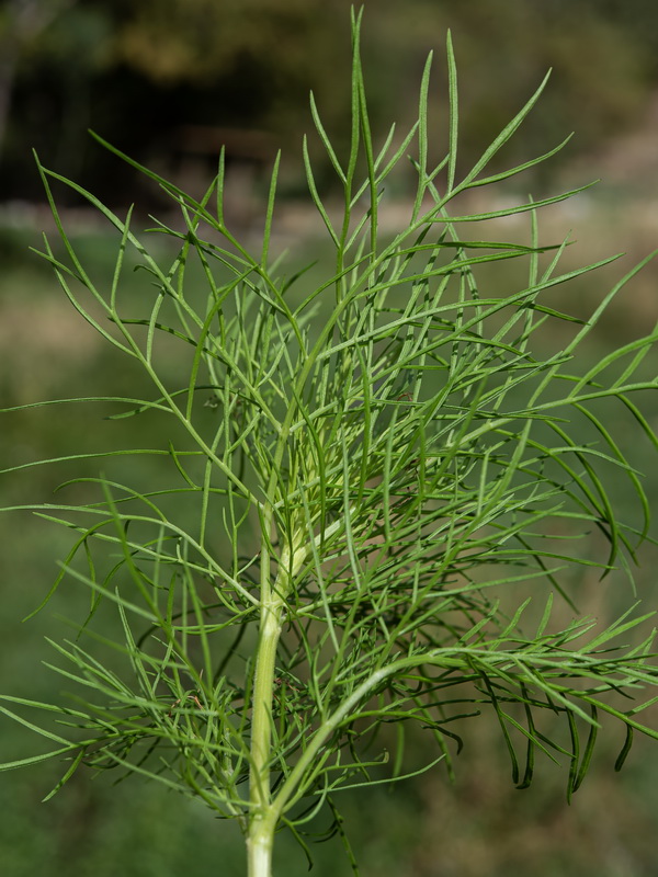 Cosmos bipinnatus.08