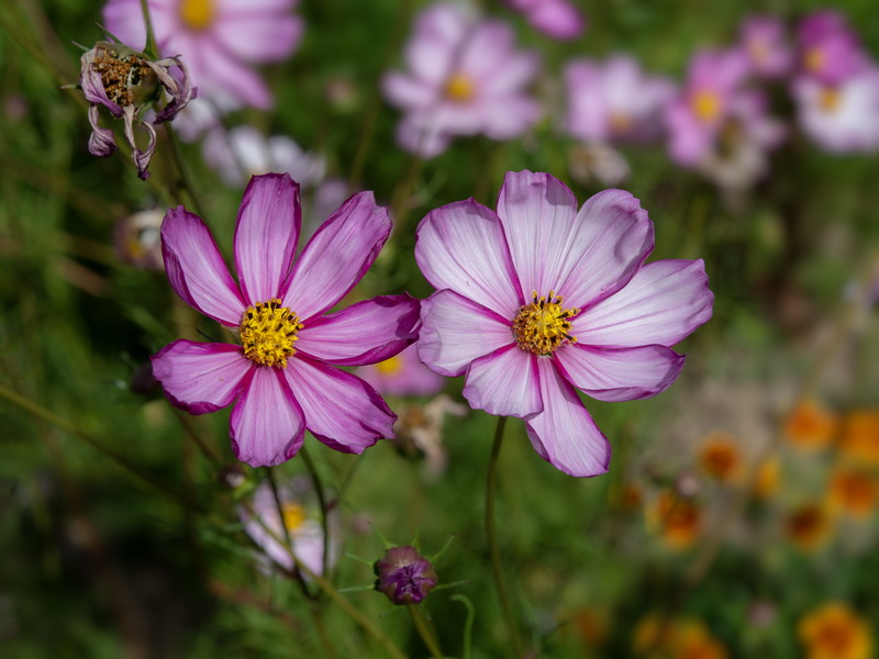 Cosmos bipinnatus.13