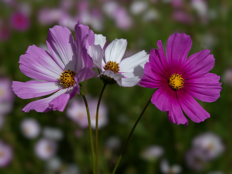 Cosmos bipinnatus.16