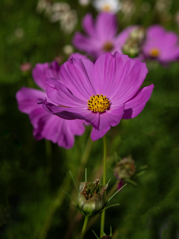 Cosmos bipinnatus.24