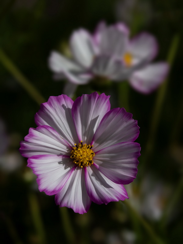 Cosmos bipinnatus.27