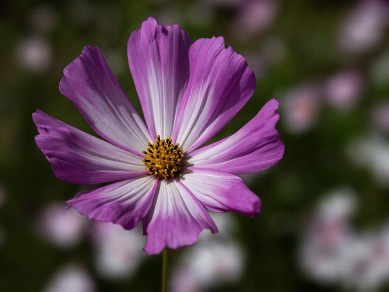 Cosmos bipinnatus.33