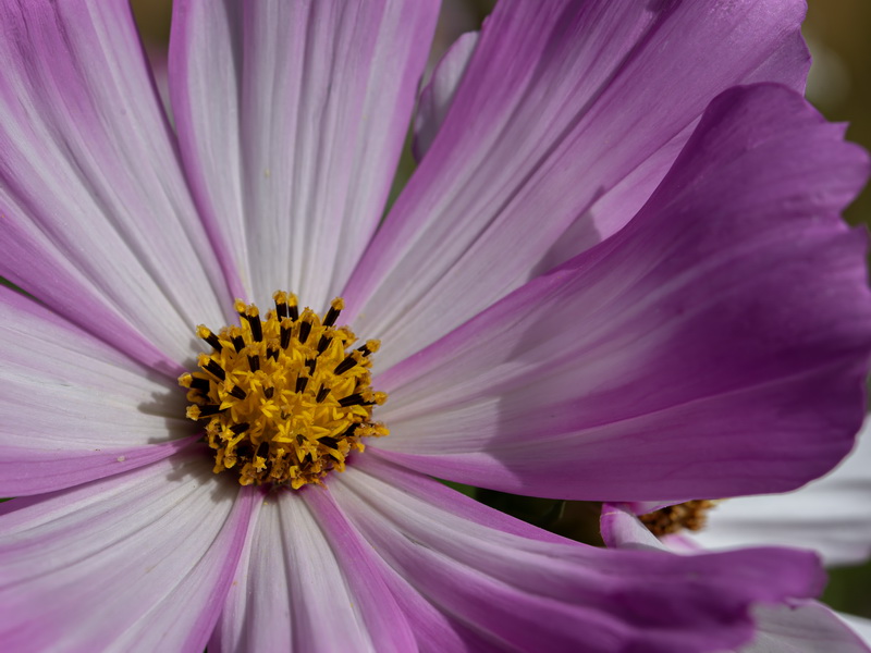 Cosmos bipinnatus.36