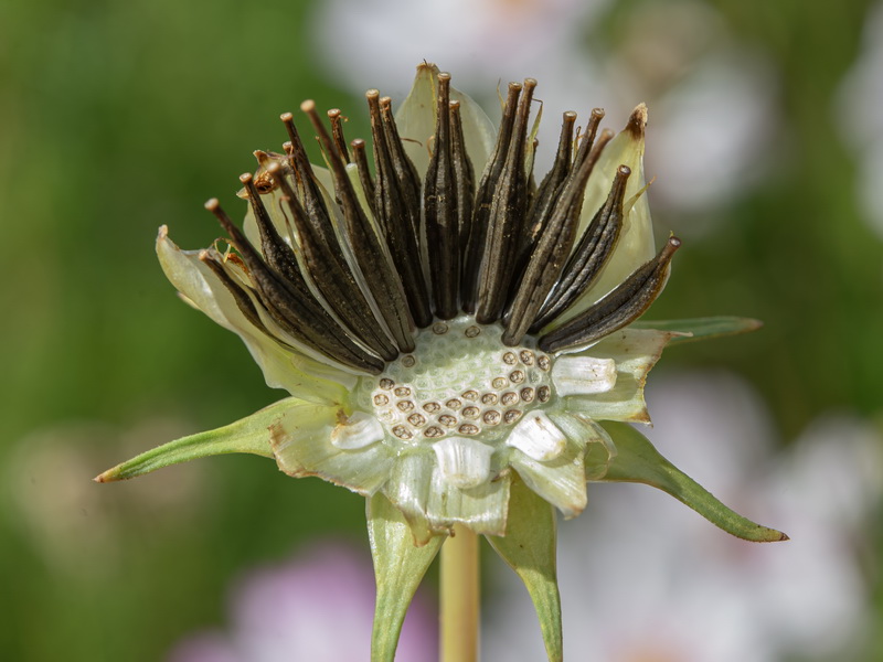 Cosmos bipinnatus.42