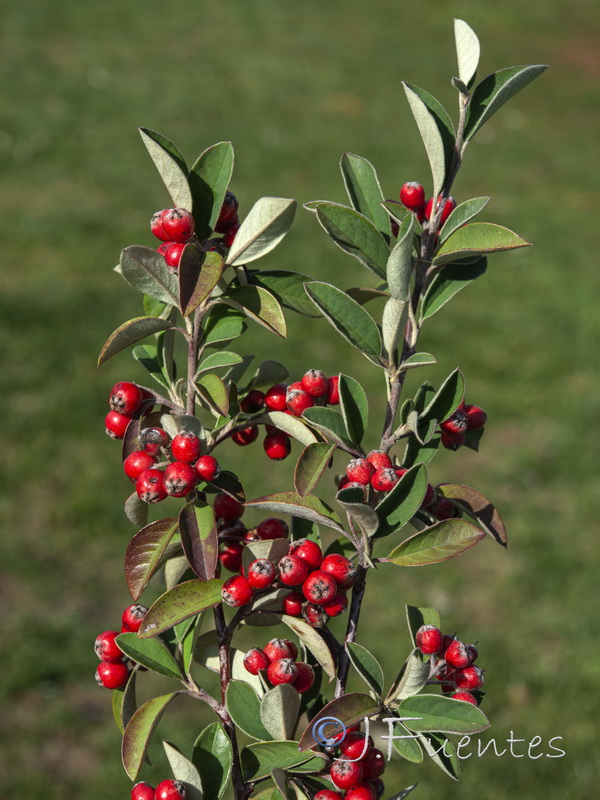 Cotoneaster pannosus.01