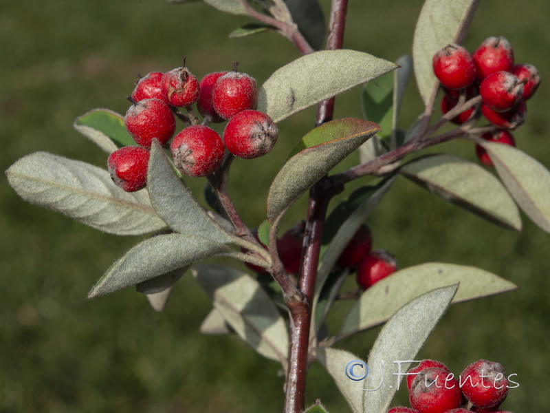 Cotoneaster pannosus.04