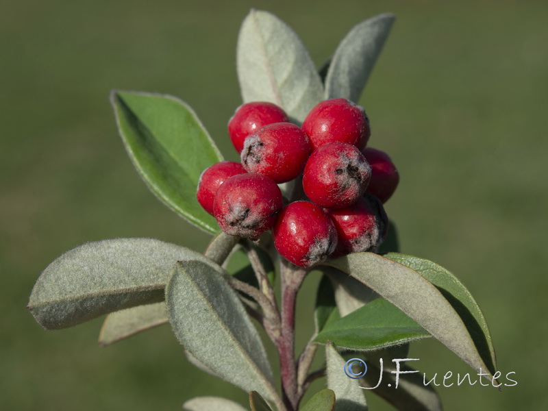 Cotoneaster pannosus.05