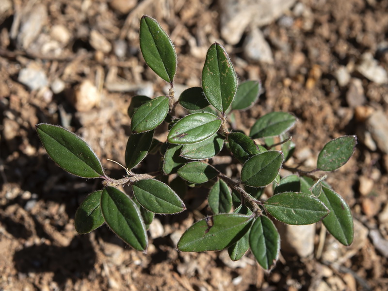 Cotoneaster pannosus.06