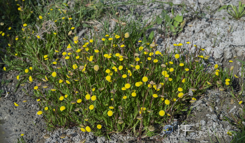 Cotula coronopifolia.06