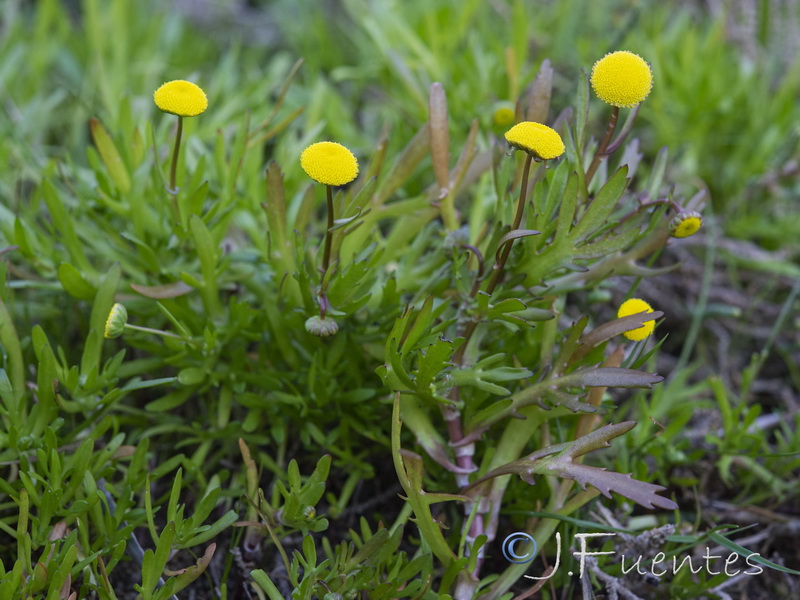 Cotula coronopifolia.07