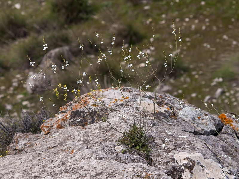 Crambe filiformis.01