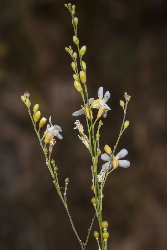 Crambe filiformis.05