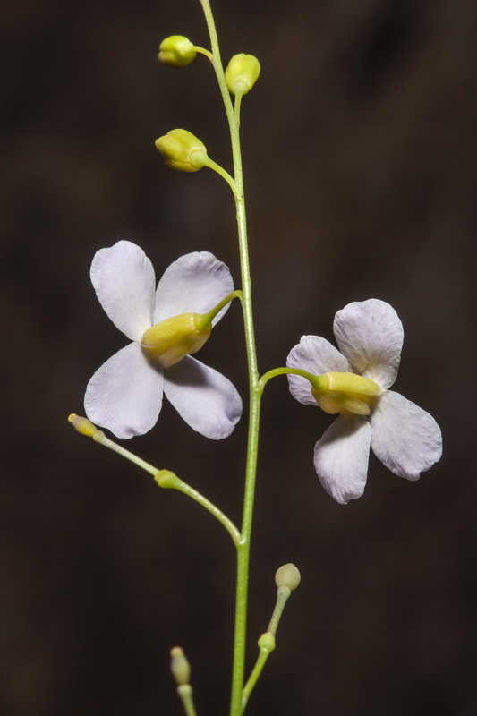 Crambe filiformis.06