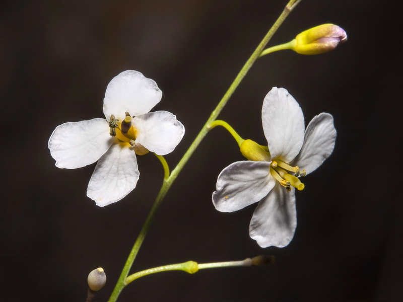 Crambe filiformis.08