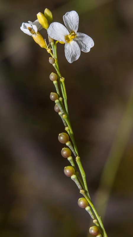 Crambe filiformis.10