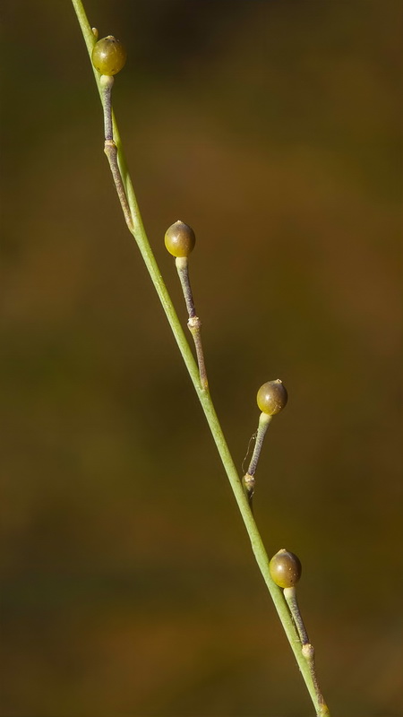 Crambe filiformis.11