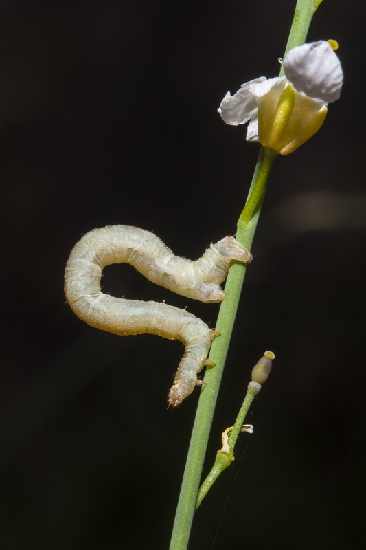 Crambe filiformis.12