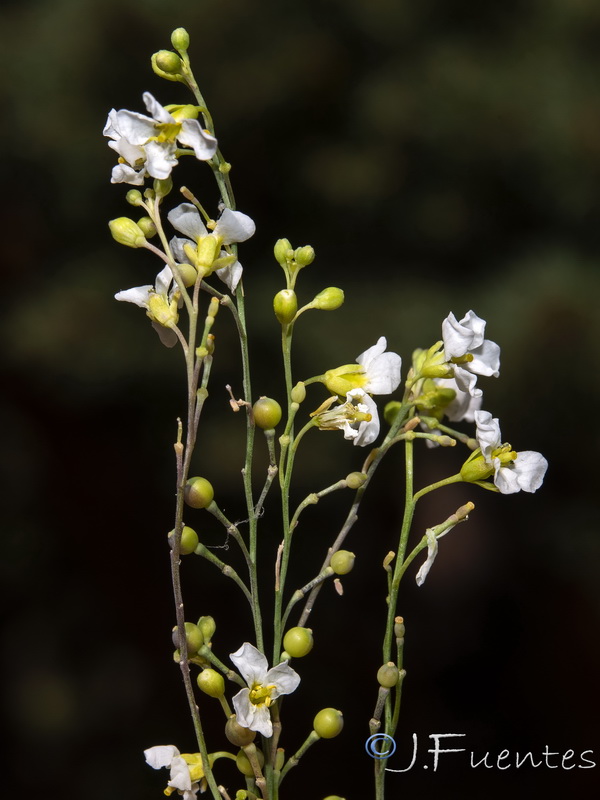 Crambe filiformis.14