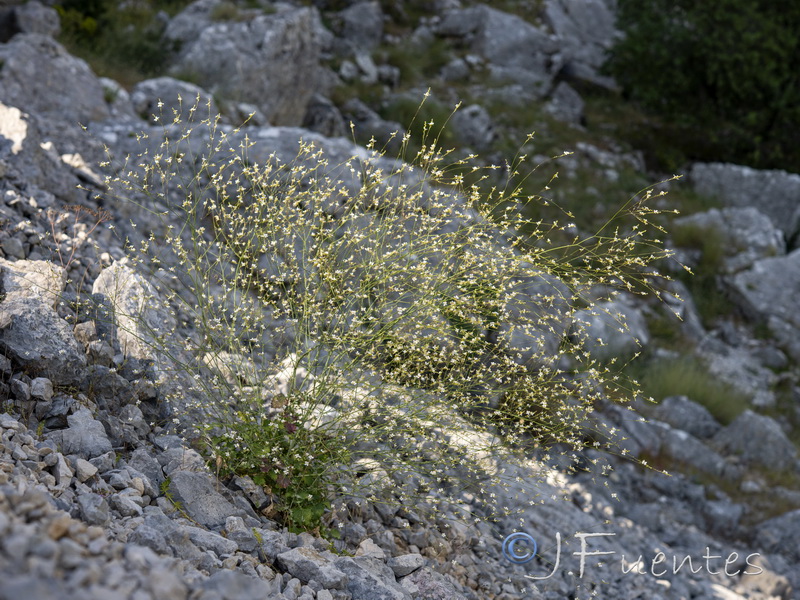 Crambe filiformis.15