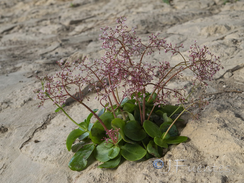 Crassula multicava.01