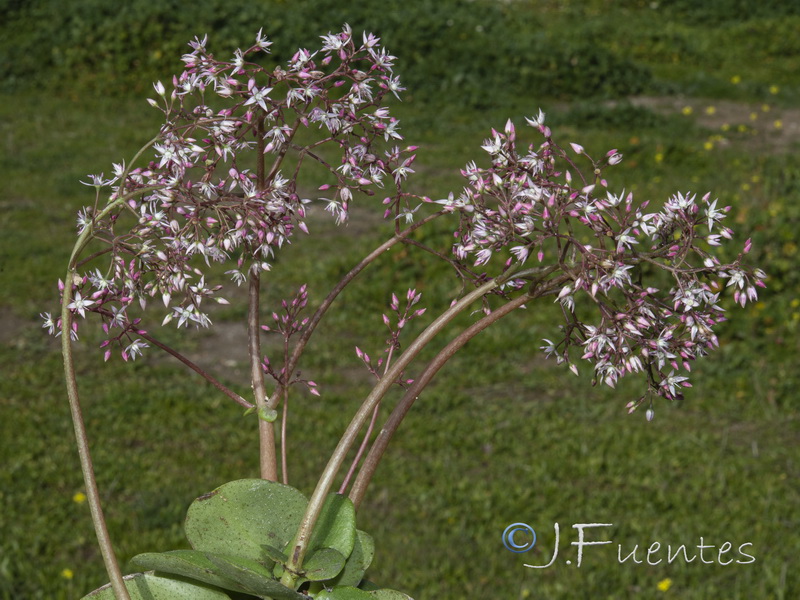 Crassula multicava.07