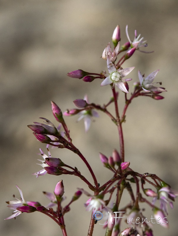 Crassula multicava.08