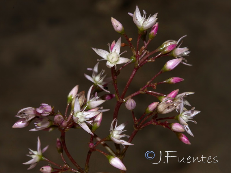 Crassula multicava.09