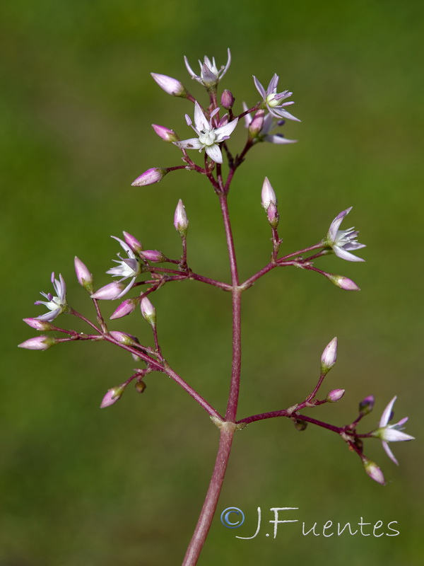 Crassula multicava.11