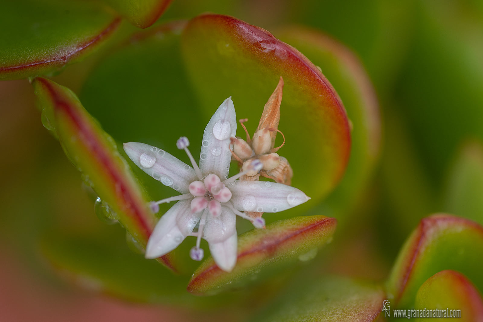 Crassula ovata