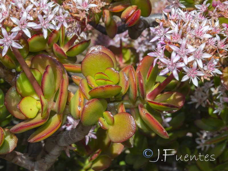 Crassula ovata.02