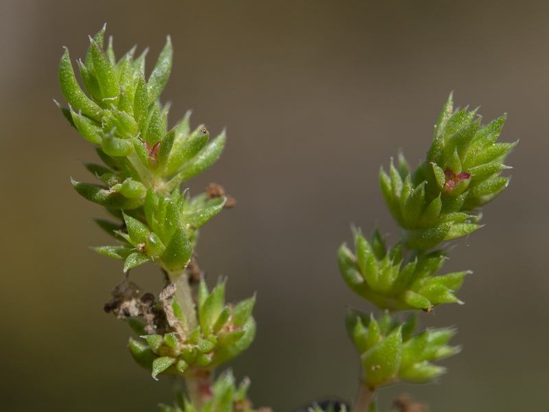 Crassula tillaea.03