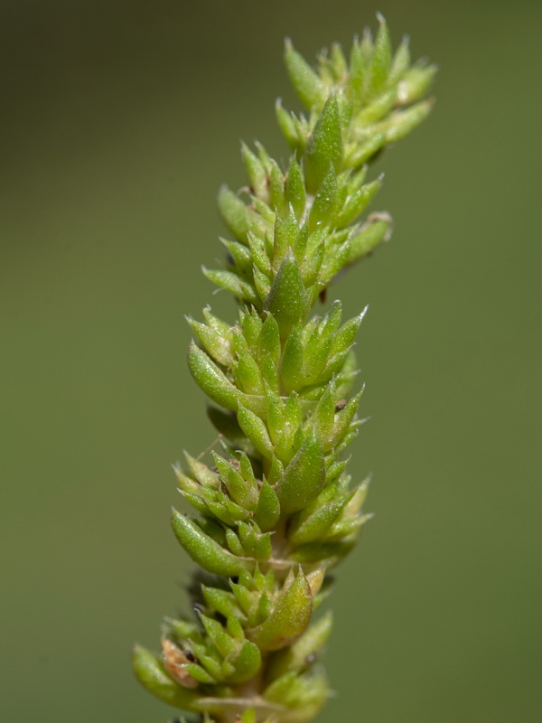 Crassula tillaea.04