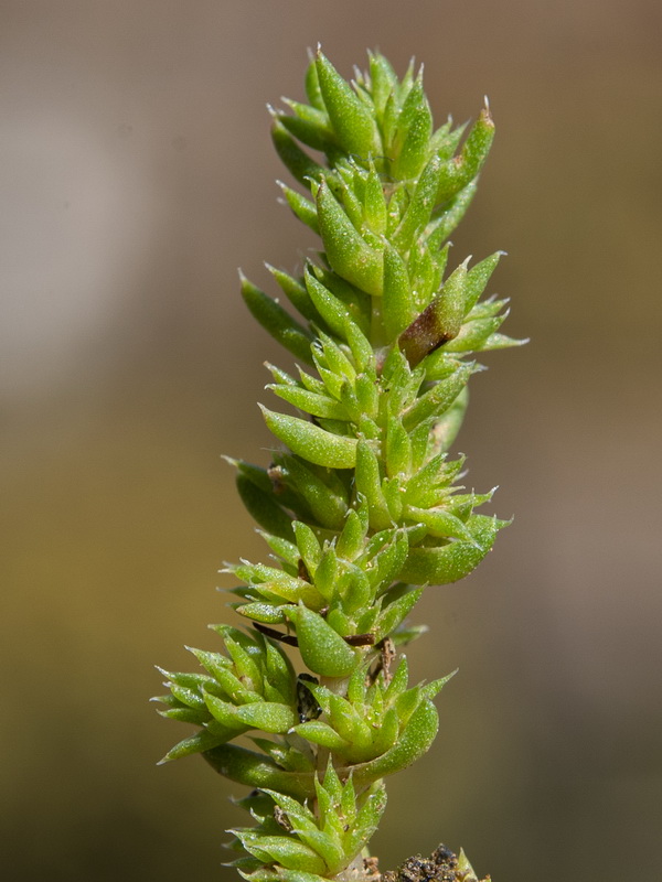 Crassula tillaea.06